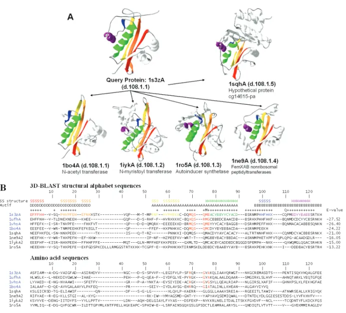 Figure 5. Multiple structure alignment and multiple sequence alignment of 3D-BLAST search results using the aminoglycoside 6 0 -NAT from S.enterica as the query