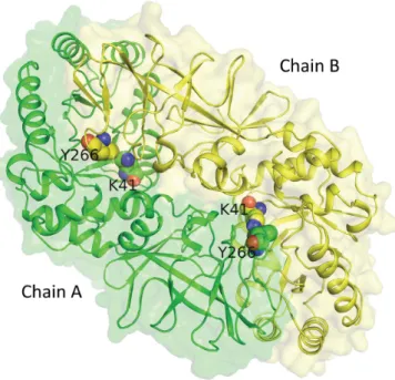 Figure 3. The predicted complex structure of alanine racemase