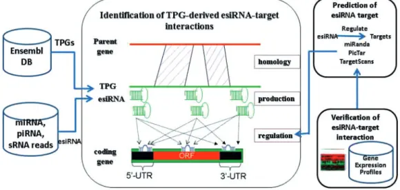 Figure 2. Computational pipeline for identification of TPG-derived esiRNA-target interactions.