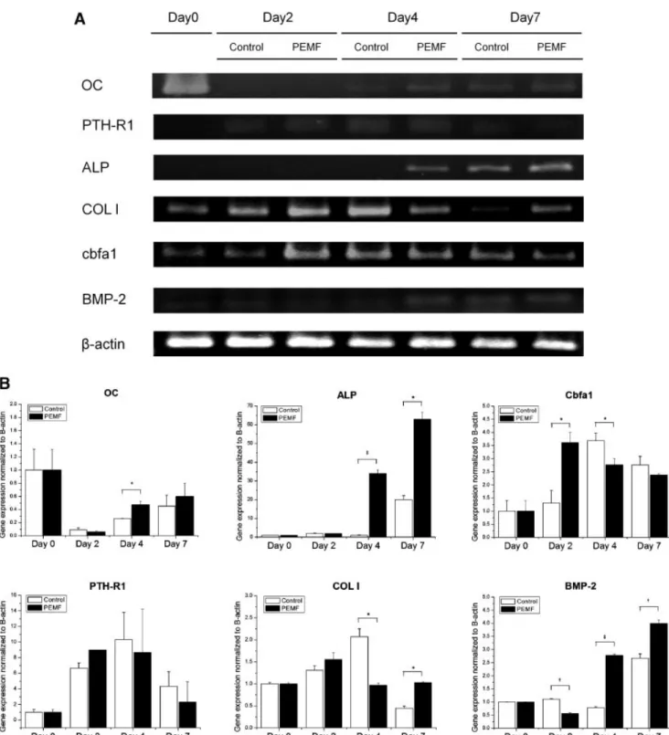 Fig. 4. Effect of PEMF exposure on osteogenic gene expression during osteogenic differentiation of BMMSCs