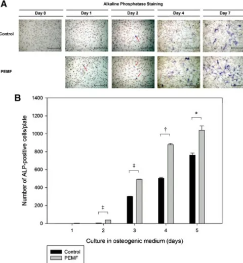 Fig. 5. Effect of PEMFexposure on alkaline phosphatase (ALP) expression duringosteogenic differ- differ-entiation