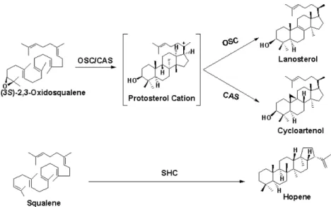 Fig. 1. Enzymatic reactions catalyzed by (oxido)squalene cyclases. Squalene-hopene cyclase (SHC) catalyzes the conversion of linear squalene to hopene