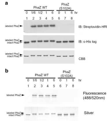 Fig. 3 Time course analysis of PhaZ labeling by FP-edo-biotin and