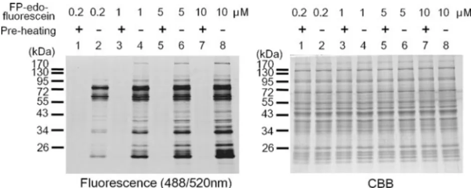 Fig. 5 Concentration-dependent labeling of mouse liver proteome by FP-edo-fluorescein