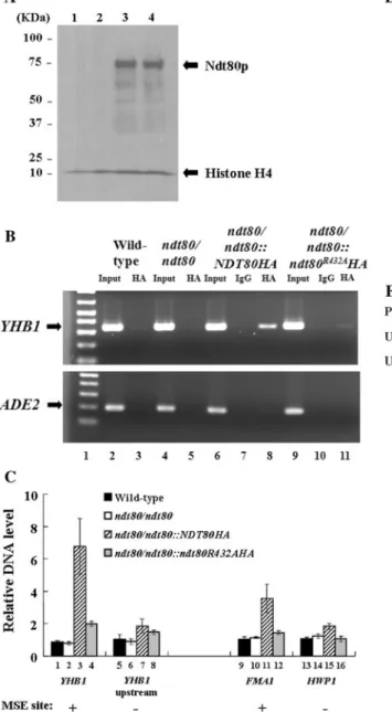 Fig. 4 DNA-binding assays. A The expression of HA-tagged protein of the wild-type (SC5314, lane 1), ndt80/ndt80 (YLO386, lane 2), ndt80/ndt80::NDT80-HA (YLO387, lane 3), and ndt80/ndt80:: ndt80 R432A -HA (YLO388, lane 4) was determined by Western-blot anal