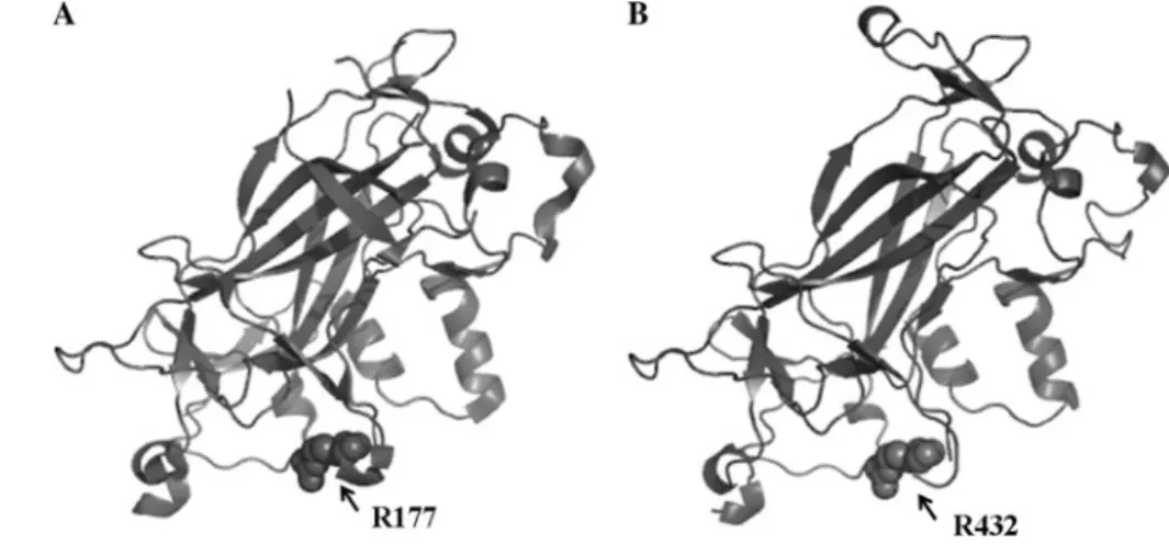 Fig. 5 Predicated three- three-dimensional structures of Ndt80p DNA-binding domains. A Crystal structure of the Ndt80p DNA-binding domain in S