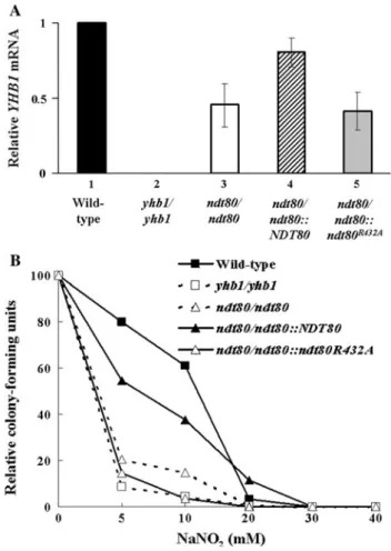 Fig. 1 The level of YHB1 mRNA and nitric oxide inactivation. A Real-time PCR was applied to measure the mRNA level