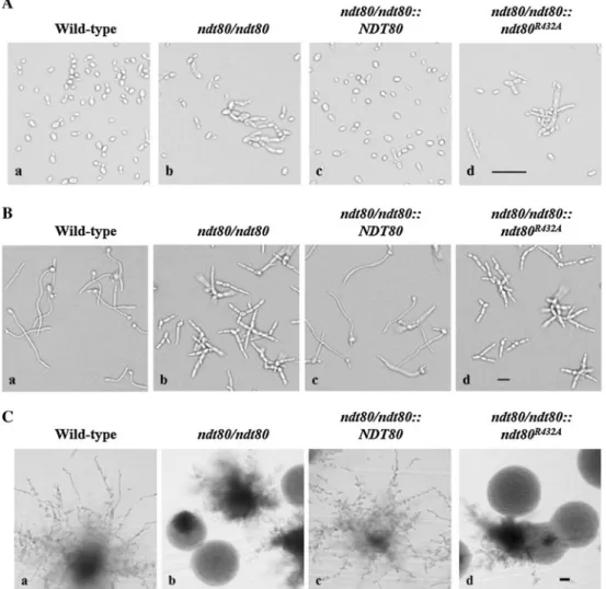 Fig. 3 Virulence assay in a mouse model. The BALB/c mice were injected with approximately 1 9 10 6 cells of the wild-type (SC5314, filled squares), ndt80/ndt80 (YLO 386, open squares), ndt80/ndt80:: NDT80 (YLO464, filled triangles), or ndt80/ndt80::ndt80 R