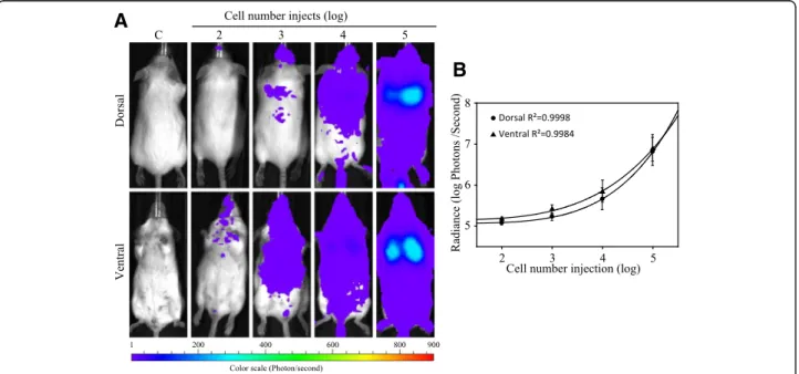 Fig. 2 In vivo bioluminescence measurement of MDA-MB-231 cells in the animal model. a 10 2 to 10 5 of luciferase-expressing MDA-MB-231 cells
