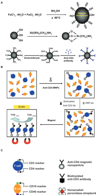 Figure 1 (A) Synthesis of MNPs and immunofunctionalized MNPs. (B) The schema 