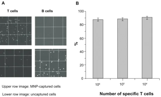 Figure 5 (A) Optical microscopic images indicating the specificity of immunofunctionalized MNPs for the T helper cells during magnetic separation and (B) a bar chart 