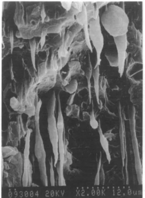 Figure  6  SEM  micrographs parallel  to  the flow direction and near  the skin region