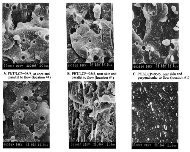 Figure  4  SEM micrographs  of  the uncompatibilized  and compatibilized  PET/LCP  95/  5 blends