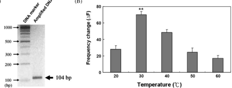 Fig. 5. Detection of PCR-amplified DNA. (A) The 104 bp DNA fragment amplified by PCR from the eaeA gene of E