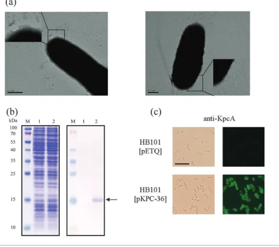 Fig. 2. Expression of Kpc fimbriae on recombinant E. coli. (a) Transmission electron micrographs of recombinant Kpc fimbriae