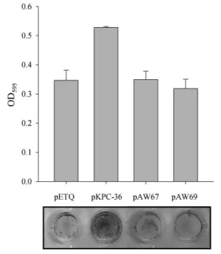 Fig. 3. Biofilm-forming ability of E. coli expressing the Kpc fimbriae. The development of biofilms of E
