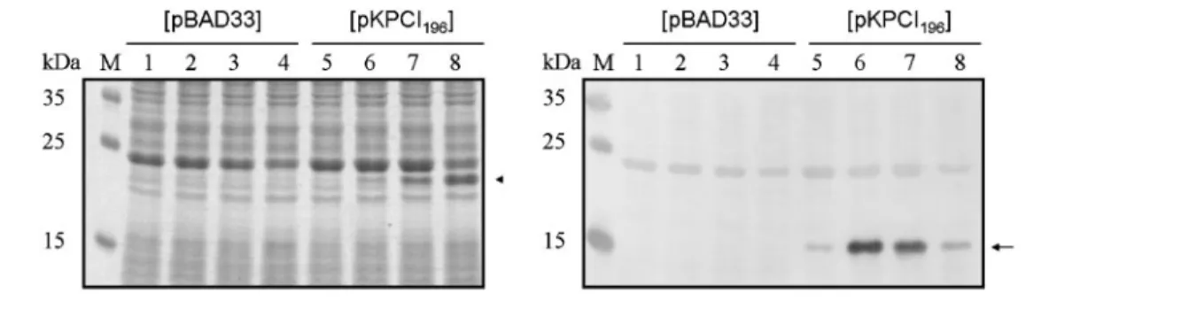 Fig. 6. KpcI 196 -mediated expression of KpcA in E. coli. Plasmid pBAD33 or pKPCI 196 , as marked above the panels, was
