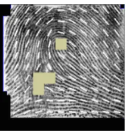Fig. 12. Top row: enhanced images of Fig. 3 by Gabor filters with 9 × 9 block. Bottom row: en- en-hanced images of Fig