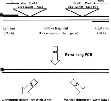 Figure 2. Schematic diagram showing the restriction map of pBluescript II SK( + ) phagemid and the flow chart of mapping the phagemid by the methods described in this report.