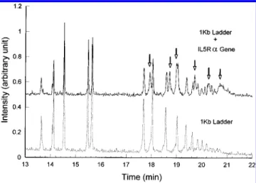 Figure 3. Electrophoretograms of partially digested IL5R R gene fragments mixed with the 1 kb ladder marker and 1 kb ladder marker alone