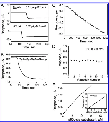 Figure 2. Electrochemical responses of Tyr kinase biosensor to various peptides. (A) Steady state amperometric response of Tyr kinase biosensor to dipeptides, 100 μM Tyr-Ala (top penal) and Gly-Tyr (bottom panel)