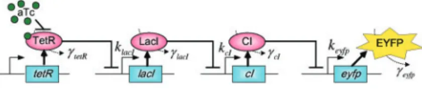Fig. 1. Synthetic transcription cascade loop in silico design example. aTc