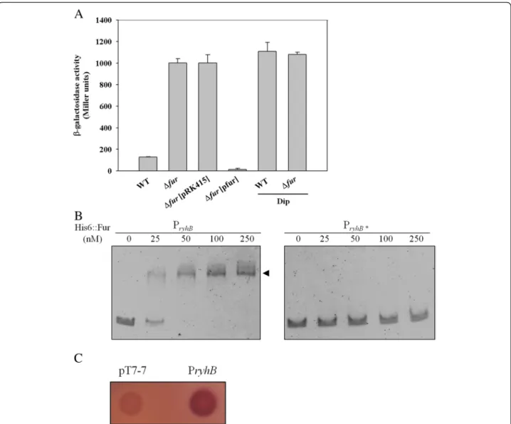 Figure 1 Fur directly represses the expression of ryhB. (A) The β-galactosidase activities of the K