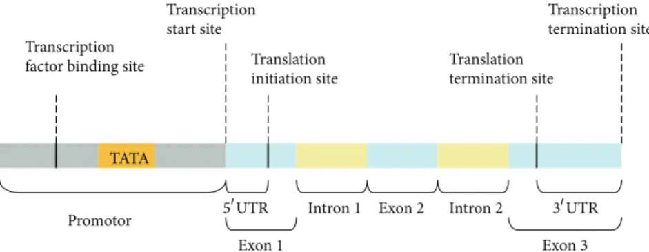 Figure 1: The promoter of a DNA sequence containing a transcription factor binding site and a TATA box is immediately upstream to a transcription start site.