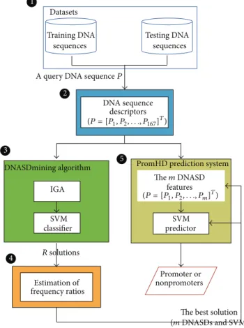 Figure 2: A block diagram of the PromHD method. The block diagram mainly contains the following important parts: (1) datasets, (2) DNA sequence descriptors, (3) DNASDmining algorithm, (4) estimating appearance-frequency ratios, and (5) PromHD  predic-tion 
