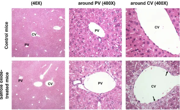 Fig. 5. Pathological changes in mouse liver after twelve doses of SAFO (60 mg/kg). Representative photomicrographs of HE staining of liver sections from control mice and SAFO-treated mice are shown at two magniﬁcations (40× and 400×)