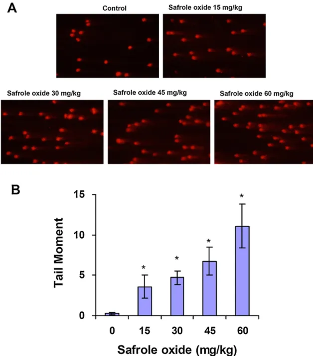 Fig. 6. SAFO induces DNA strand break in mouse peripheral blood leukocytes. SAFO was administered to mice by intraperitoneal injection at doses of 15, 30, 45 and 60 mg/kg every other day for 24 days