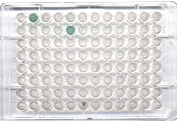 圖 10. peptide 9 單株抗體篩選圖。Peptide 9 免疫後之老鼠，進行細胞融合，結果 產生 200 個 hybridoma cell，其中有二株能有效辨識 peptide 9。 