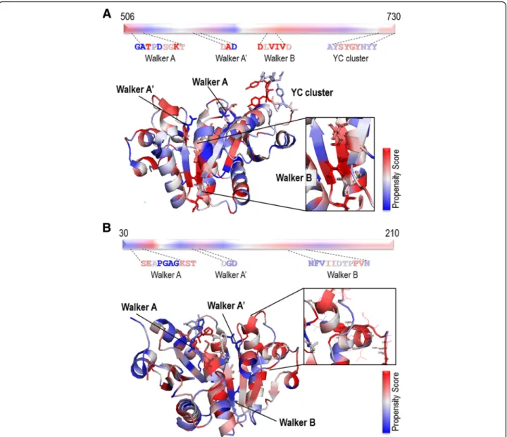 Fig. 3 The DP visualization of BY-kinase structures. a Visualization of the overall structure of the Etk kinase domain (PDB code 3CIO), and a close view of the high-score Walker B motif