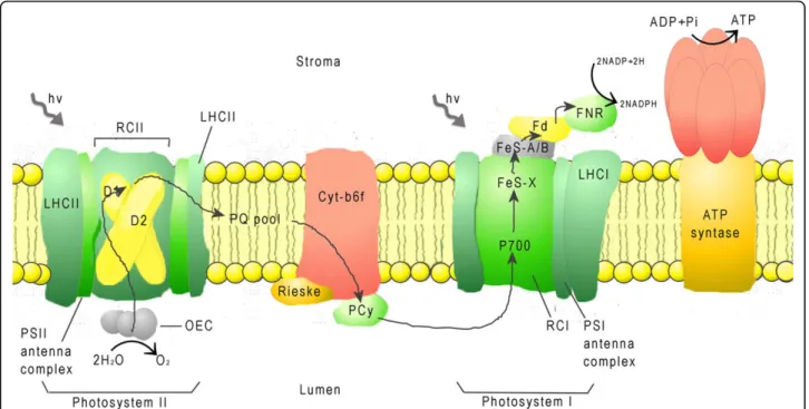 Figure 4 Structures of Rhodobacter Sphaeroides Reaction Center. PDB entry 2WX5. (A) Distributions of side chain hydrophobicities; (B) Hydrophobic patches highlighted