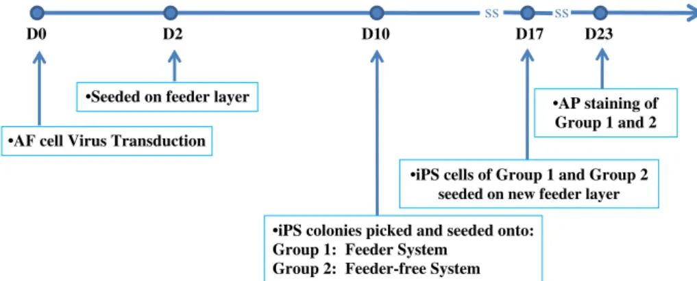 Fig. 1 – Schematic representation of generation and selection of iPS cells from AF cells