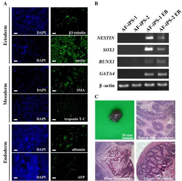 Fig. 5 – Differentiation potentials of AP+ AF-iPS colonies in vitro and in vivo. (A) Immunofluorescent staining of EB differentiation