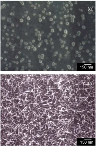 Fig. 2. SEM micrographs of, (a) the H-plasma-pretreated Ni catalyst particles, and (b) the as-deposited Ni-assisted CNTs on Si wafers, respectively.