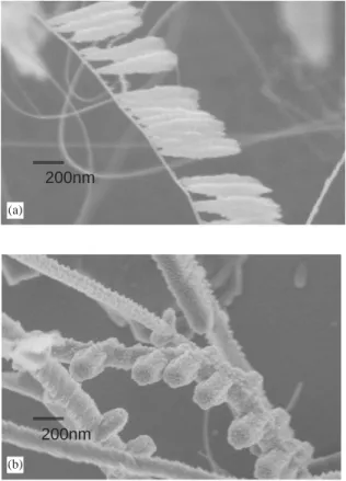 Fig. 4 ) of the ZnOnanorods shows besides a