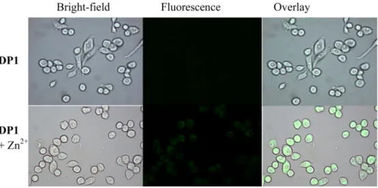 Fig. 9. Fluorescence images of RAW264.7 cells treated with DP1 and Zn 2+ . (Left) Bright ﬁeld image; (middle) ﬂuorescence image; (right) merged image.