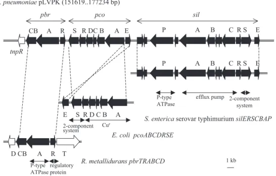 Fig. 5. The heavy-metal-resistant gene clusters. The silver-resistance sil gene cluster, in comparison with that of the S