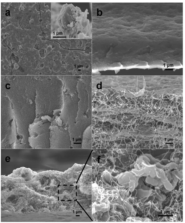 Fig. 2. SEM images of SQI 0.1 -based ﬁlms: (a) top-view image of SQ ﬁlm coated on substrate (inset: irregular snipping removed from substrate), the cross-session of (b) SQI 0.1 ,