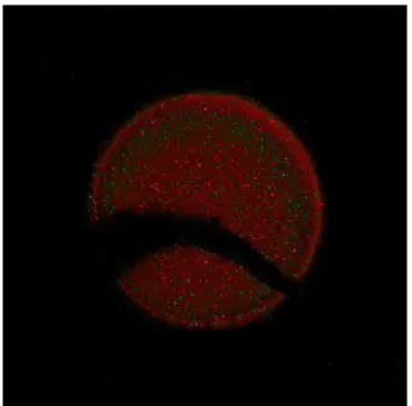 Fig. 8: The emitting pattern of ITO/silicon-rich SiO 2 /p-Si/Al MOS diode 