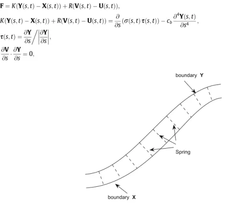 Fig. 1. The two immersed boundaries Xðs; tÞ and Yðs; tÞ are linked together by a collection of a very stiff springs with rest length zero.