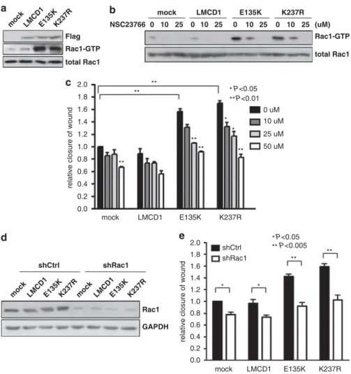 Figure 5 Expression of LMCD1 mutants increases Rac1 activity to promote cell migration