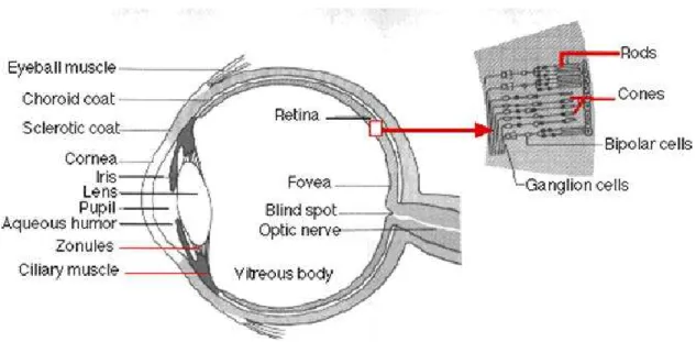 Fig. 7.  A drawing of a cross-section through the human eye with a schematic enlargement of  the retina including rod cells and cone cells