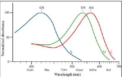 Fig. 9.  Response of the three human cone types to the light of different wavelengths