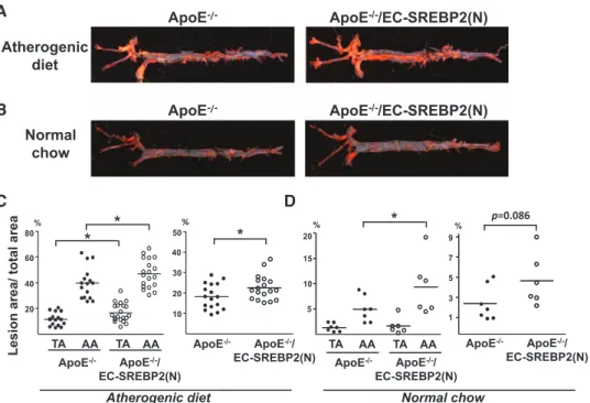 Figure 7. Overexpression of sterol regulatory element binding protein 2 (SREBP2) in endothelial cells (ECs) enhances atherosclerosis