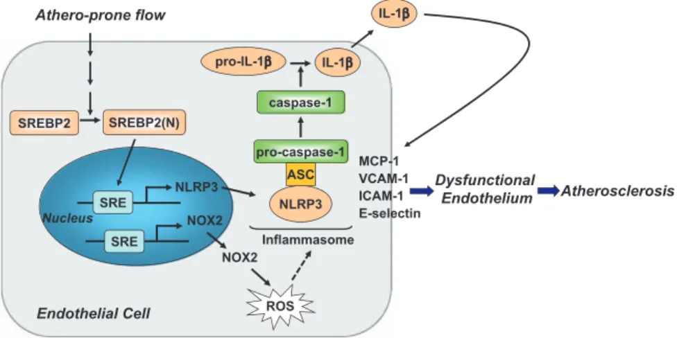 Figure 8. Graphic summary of the 