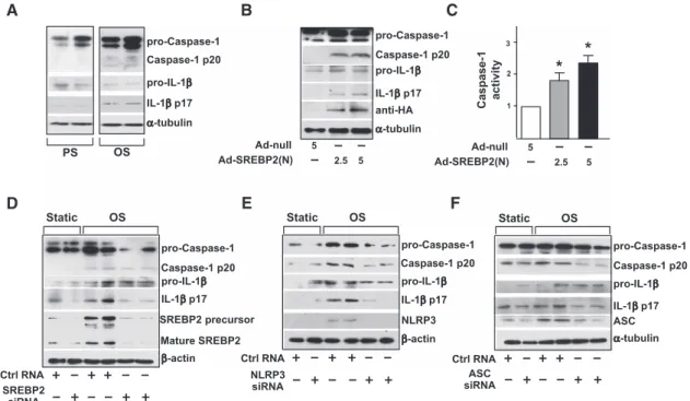 Figure 2.  Oscillatory shear flow (OS) induces NLRP3 inflammasomes in endothelial cells (ECs) via sterol regulatory element binding 