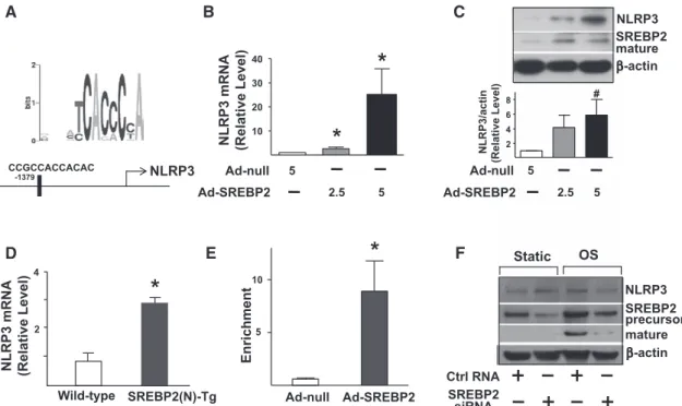 Figure 4. Sterol regulatory element binding protein 2 (SREBP2) overexpression upregulates NLRP3 inflammasome